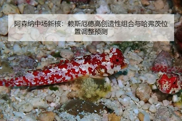 a-sen-na-zhong-chang-xin-he-lai-si-e-de-gao-chuang-zao-xing-zu-he-yu-ha-fu-ci-wei-zhi-tiao-zheng-yu-ce-2-690.jpg